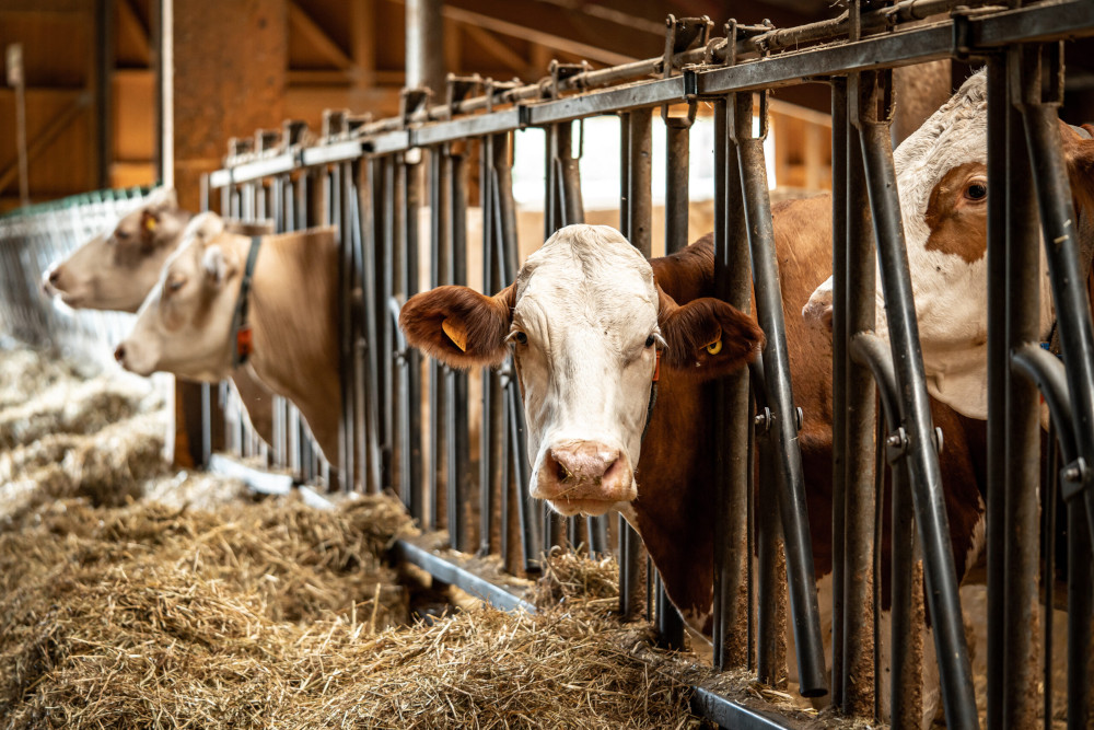 PARMIGIANO REGGIANO ONLY FROM ITALIAN PEZZATA ROSSA COWS: A UNIQUE, DISTINCTIVE DELICACY